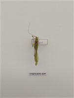 藏品(直翅目(1))的圖片